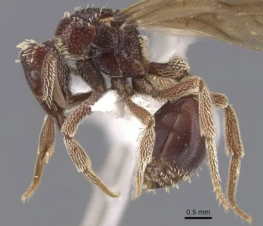 Basiceros conjugans specimen CASENT0912535 image casent0912535_3