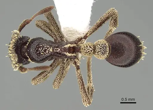 Basiceros conjugans specimen CASENT0914886 image casent0914886_1