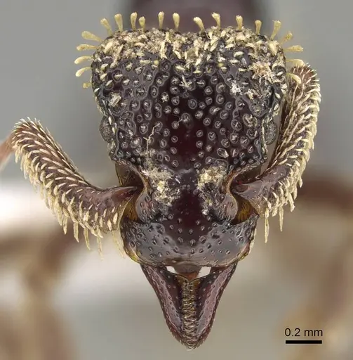 Basiceros conjugans specimen CASENT0914886 image casent0914886_2