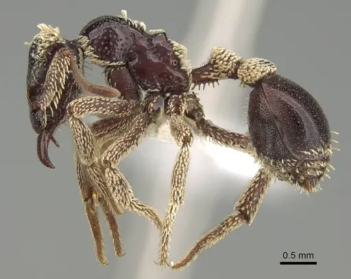 Basiceros conjugans specimen CASENT0914886 image casent0914886_3