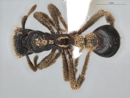 Basiceros conjugans specimen ECOFOG-GRS21-0187-02 image ecofog-grs21-0187-02_1