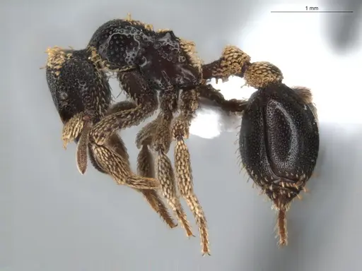 Basiceros conjugans specimen ECOFOG-GRS21-0187-02 image ecofog-grs21-0187-02_3