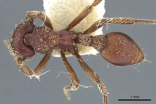 Basiceros convexiceps specimen CASENT0904974 image casent0904974_1