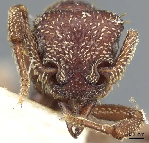 Basiceros convexiceps specimen CASENT0904974 image casent0904974_2