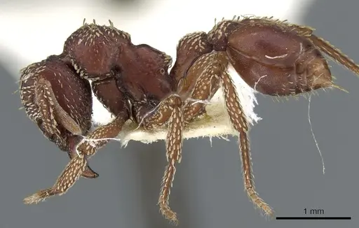 Basiceros convexiceps specimen CASENT0904974 image casent0904974_3