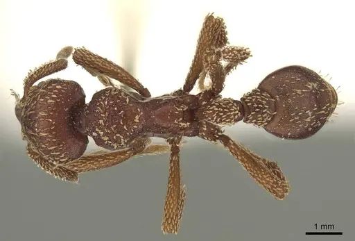 Basiceros convexiceps specimen CASENT0915697 image casent0915697_1