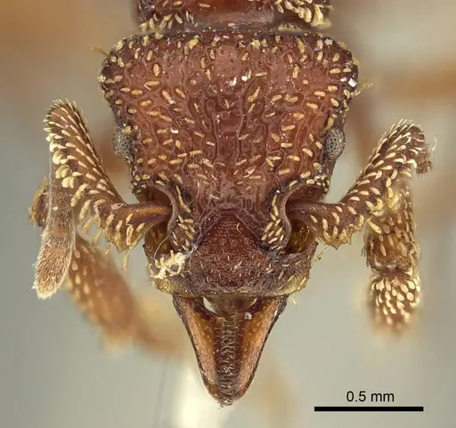Basiceros convexiceps specimen CASENT0915697 image casent0915697_2