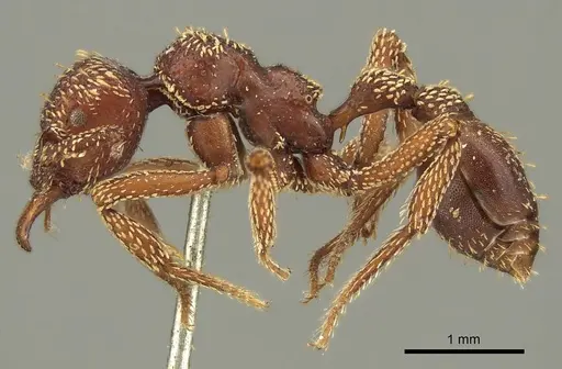 Basiceros convexiceps specimen CASENT0915697 image casent0915697_3