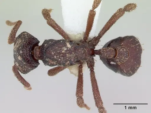 Basiceros disciger specimen CASENT0173735 image casent0173735_1