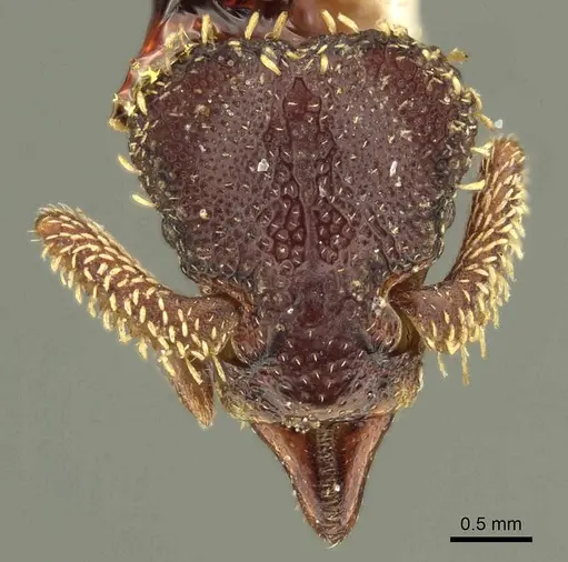 Basiceros disciger specimen CASENT0915696 image casent0915696_2