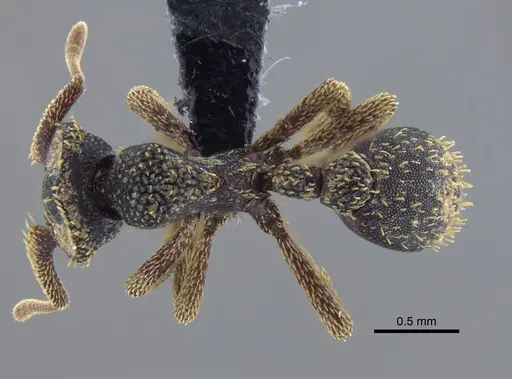 Basiceros disciger specimen CBUMAGENT41722 image cbumagent41722_1