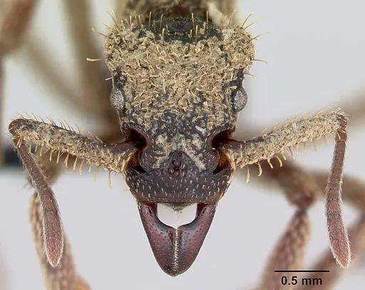 Basiceros manni specimen CASENT0052769 image casent0052769_2