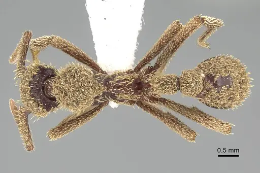 Basiceros manni specimen CASENT0914888 image casent0914888_1