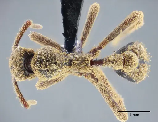Basiceros manni specimen UFV-LABECOL-000063 image ufv-labecol-000063_1