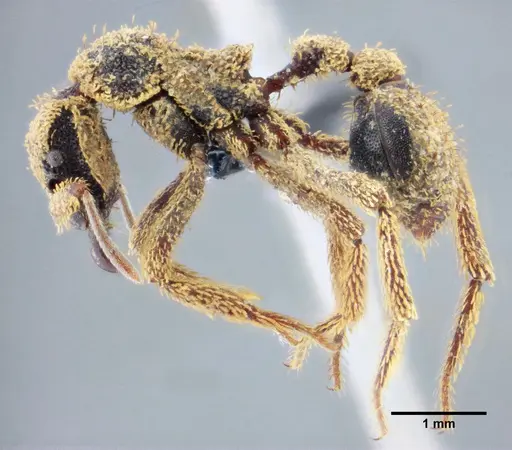 Basiceros manni specimen UFV-LABECOL-000063 image ufv-labecol-000063_3