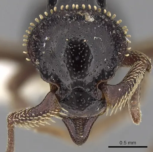 Basiceros militaris specimen CASENT0280778 image casent0280778_2