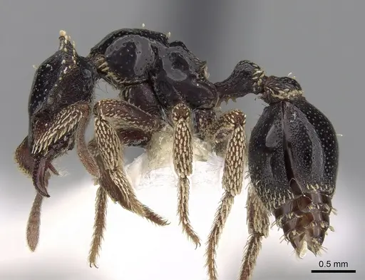 Basiceros militaris specimen CASENT0280778 image casent0280778_3