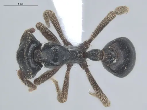Basiceros militaris specimen ECOFOG-IT14-0437-34 image ecofog-it14-0437-34_1