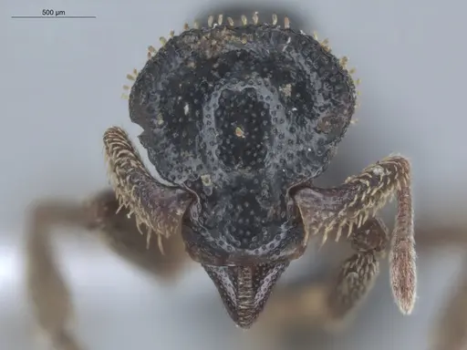 Basiceros militaris specimen ECOFOG-IT14-0437-34 image ecofog-it14-0437-34_2