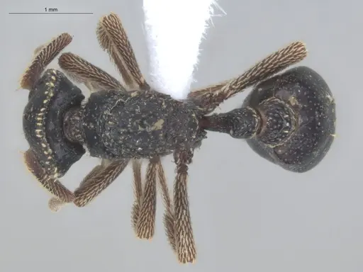 Basiceros militaris specimen ECOFOG-IT14-0799-43 image ecofog-it14-0799-43_1