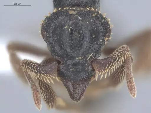 Basiceros militaris specimen ECOFOG-IT14-0799-43 image ecofog-it14-0799-43_2