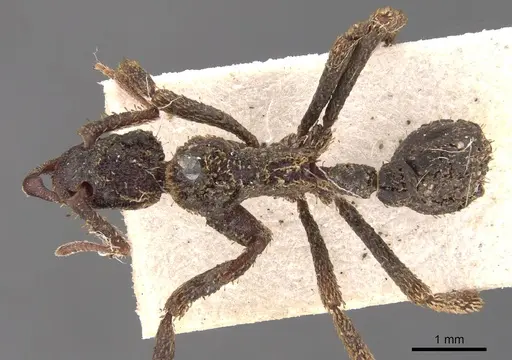 Basiceros singularis specimen CASENT0900940 image casent0900940_1