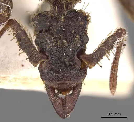 Basiceros singularis specimen CASENT0900940 image casent0900940_2