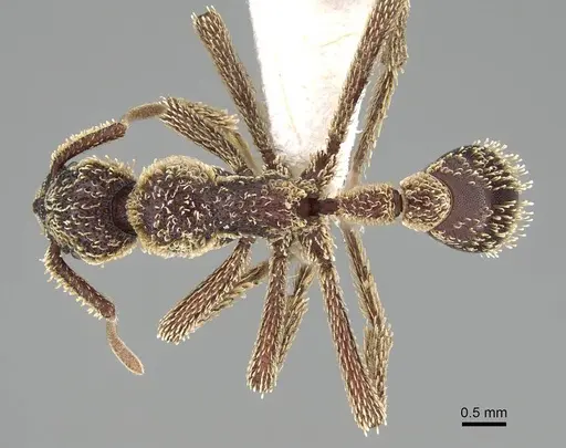 Basiceros singularis specimen CASENT0914890 image casent0914890_1