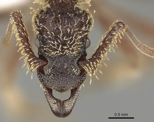 Basiceros singularis specimen CASENT0914890 image casent0914890_2