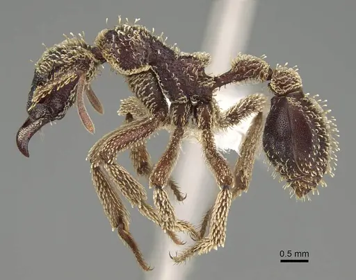 Basiceros singularis specimen CASENT0914890 image casent0914890_3