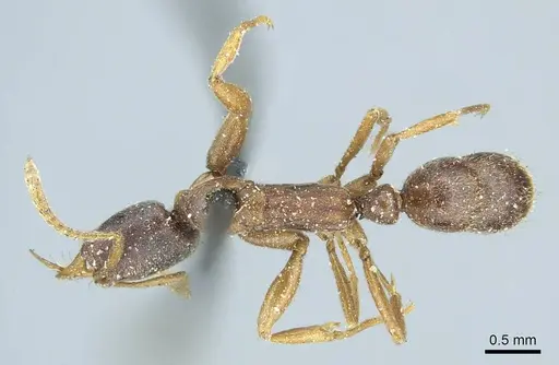 Belonopelta attenuata specimen CASENT0915936 image casent0915936_1