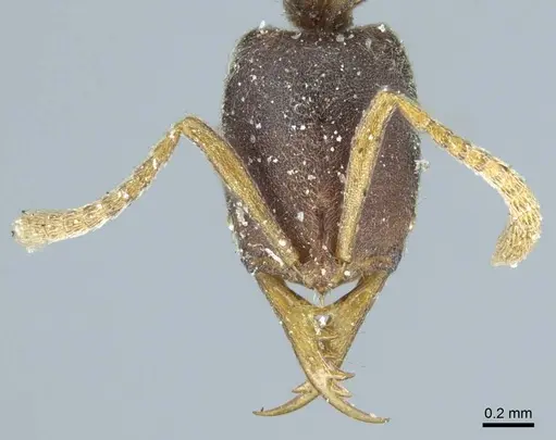 Belonopelta attenuata specimen CASENT0915936 image casent0915936_2