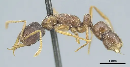 Belonopelta attenuata specimen CASENT0915936 image casent0915936_3