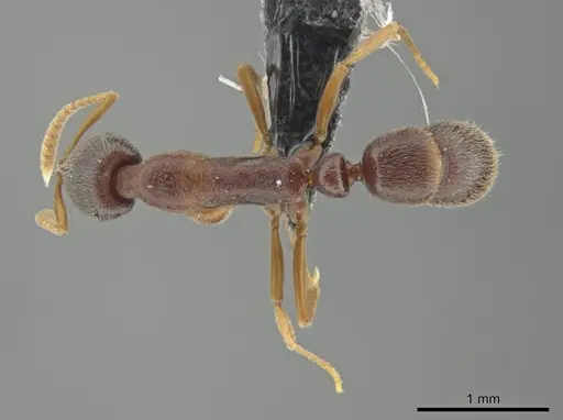 Belonopelta attenuata specimen ICN100255 image icn100255_1