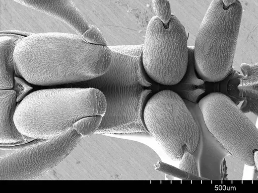 Belonopelta deletrix specimen ANTWEB1008507 image antweb1008507_1