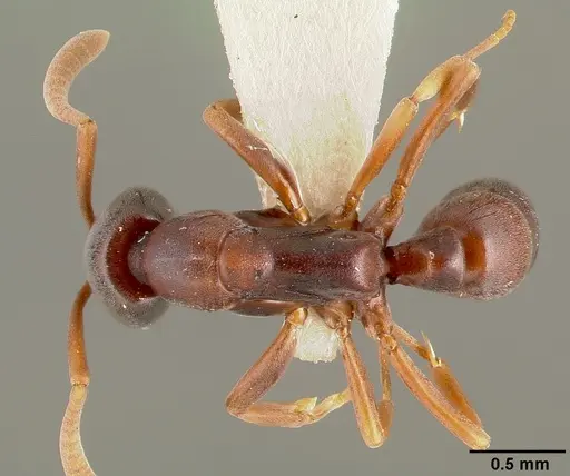 Belonopelta deletrix specimen CASENT0003157 image casent0003157_1