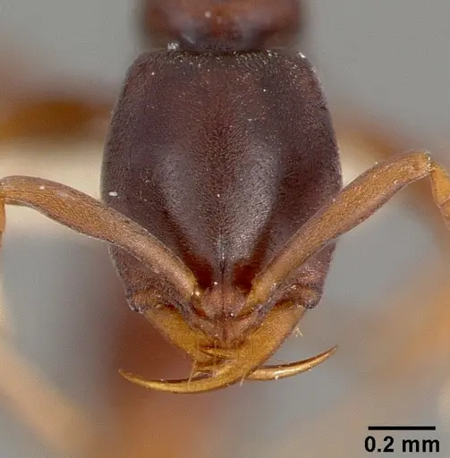 Belonopelta deletrix specimen CASENT0003157 image casent0003157_2