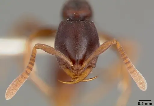 Belonopelta deletrix specimen CASENT0003157 image casent0003157_3