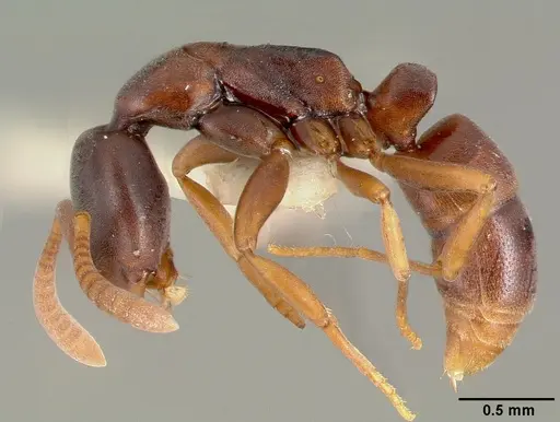 Belonopelta deletrix specimen CASENT0003157 image casent0003157_4