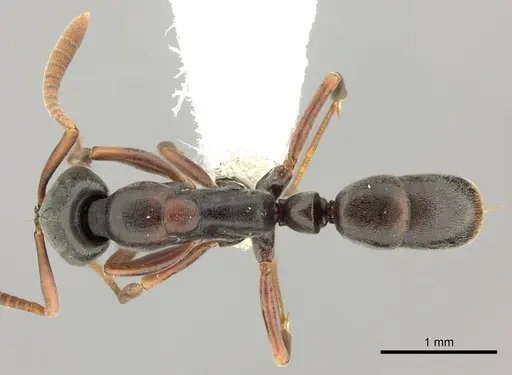 Belonopelta deletrix specimen CASENT0260514 image casent0260514_1
