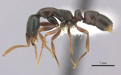 Belonopelta deletrix specimen CASENT0260514 image casent0260514_3