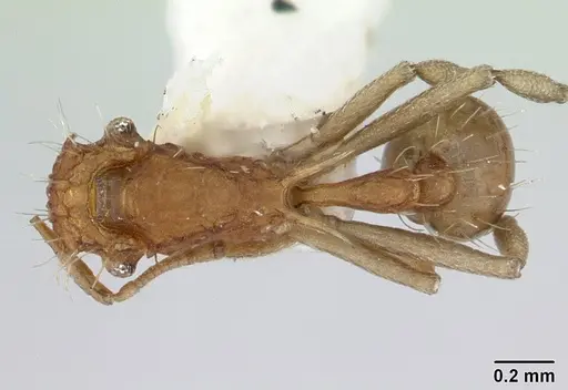 Blepharidatta brasiliensis specimen CASENT0178487 image casent0178487_1