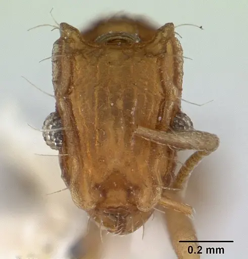 Blepharidatta brasiliensis specimen CASENT0178487 image casent0178487_2
