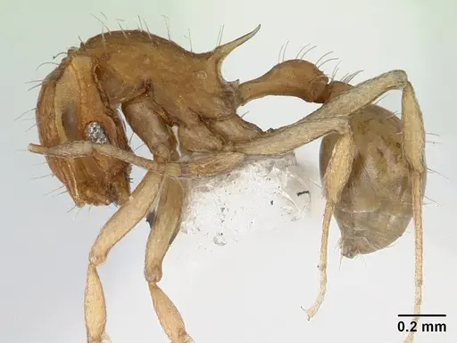 Blepharidatta brasiliensis specimen CASENT0178487 image casent0178487_3