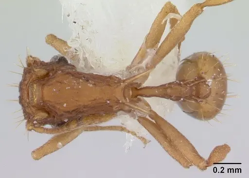 Blepharidatta brasiliensis specimen CASENT0178580 image casent0178580_1