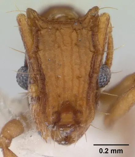 Blepharidatta brasiliensis specimen CASENT0178580 image casent0178580_2