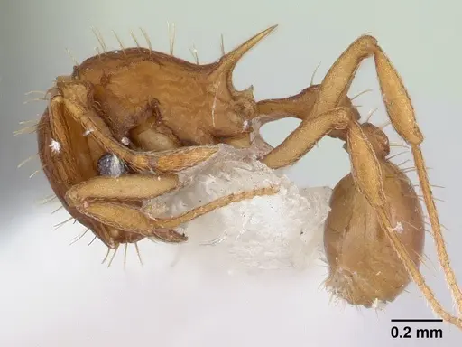 Blepharidatta brasiliensis specimen CASENT0178580 image casent0178580_3