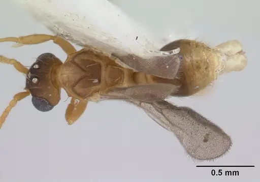 Blepharidatta brasiliensis specimen CASENT0178581 image casent0178581_1