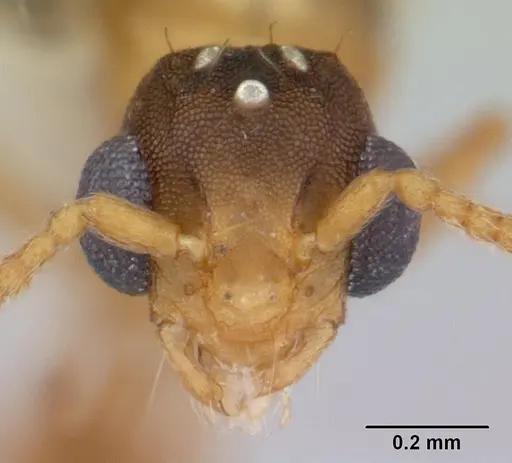 Blepharidatta brasiliensis specimen CASENT0178581 image casent0178581_2