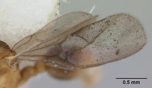 Blepharidatta brasiliensis specimen CASENT0178581 image casent0178581_4